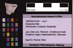 Foto (Objekt + Etiketten) von Decapoda indet. (NHMW-GEO-1990-0041-0184)